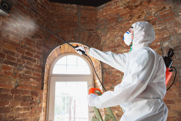 Best Mold Removal for HVAC Installations in Tioga, ND