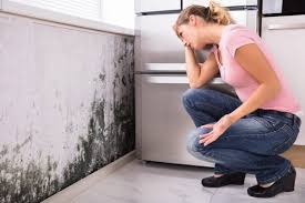 Why You Should Choose Our Mold Remediation Services in Tioga, ND